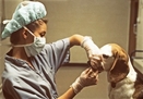 Veterinary surgeon examining a dog.