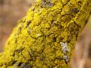 Bright yellow-green moss growing on a dead tree branch.
